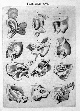 Syntagma anatomicum. Locis plurimis actum, emendatum ... / [Johann Vesling].