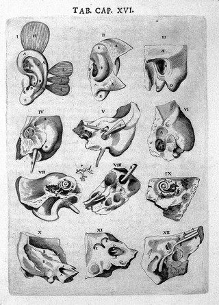 Syntagma anatomicum. Locis plurimis actum, emendatum ... / [Johann Vesling].