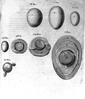 Growth of egg of hen