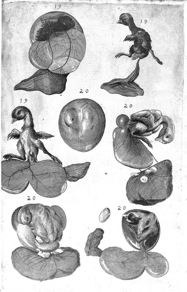 Engraving: Growth of chick embryo at days 19-20, 1625.