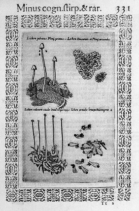 Minvs cognitarvm stirpivm aliqvot, ac etiam rariorvm nostro coelo orientivm [ekphrasis] Qua non paucae ab antiquioribus, Theophrasto, Dioscoride, Plinio, Galeno, alijsqúe memoratae declarantur, officinarum vsui perquam vtiles / Fabio Colvmna avctore. Item, de aquatilibus, aliisque animalibus quibusdam paucis libellus.