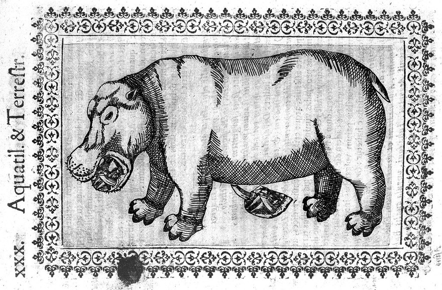 Minvs cognitarvm stirpivm aliqvot, ac etiam rariorvm nostro coelo orientivm [ekphrasis] Qua non paucae ab antiquioribus, Theophrasto, Dioscoride, Plinio, Galeno, alijsqúe memoratae declarantur, officinarum vsui perquam vtiles / Fabio Colvmna avctore. Item, de aquatilibus, aliisque animalibus quibusdam paucis libellus.