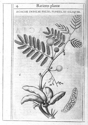 Exactissima descriptio rariorum quarundam plantarum, quae continentur Romae in Horto Farnesiano / Tobia Aldino Cesenate auctore.