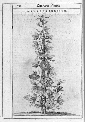 Exactissima descriptio rariorum quarundam plantarum, quae continentur Romae in Horto Farnesiano / Tobia Aldino Cesenate auctore.