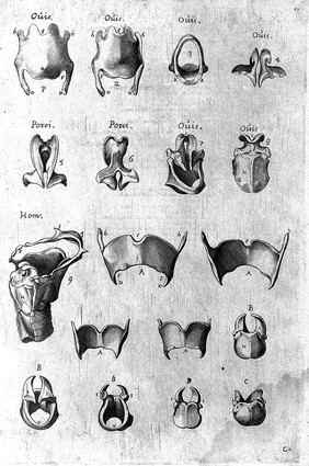 Hieronymi Fabricii ab Aquapendente De visione, voce, auditu / [Fabricius].