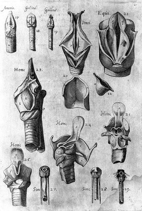 Hieronymi Fabricii ab Aquapendente De visione, voce, auditu / [Fabricius].