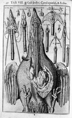 Julii Casserii Placentini ... De vocis auditusque organis historia anatomica singulari fide methodo ac industria concinnata tractatibus duobus explicata ac variis iconibus aere excusis illustrata / [Giulio Cesare Casseri].