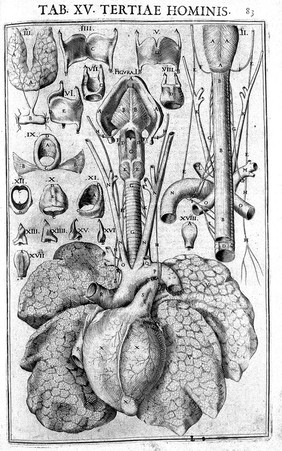 Julii Casserii Placentini ... De vocis auditusque organis historia anatomica singulari fide methodo ac industria concinnata tractatibus duobus explicata ac variis iconibus aere excusis illustrata / [Giulio Cesare Casseri].