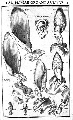 Julii Casserii Placentini ... De vocis auditusque organis historia anatomica singulari fide methodo ac industria concinnata tractatibus duobus explicata ac variis iconibus aere excusis illustrata / [Giulio Cesare Casseri].