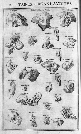 Julii Casserii Placentini ... De vocis auditusque organis historia anatomica singulari fide methodo ac industria concinnata tractatibus duobus explicata ac variis iconibus aere excusis illustrata / [Giulio Cesare Casseri].