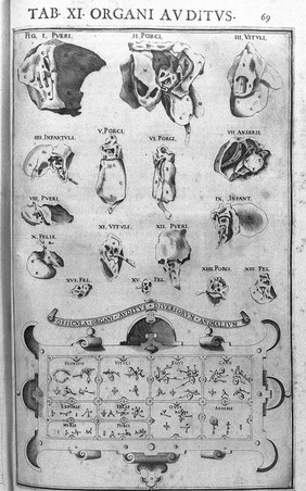 Julii Casserii Placentini ... De vocis auditusque organis historia anatomica singulari fide methodo ac industria concinnata tractatibus duobus explicata ac variis iconibus aere excusis illustrata / [Giulio Cesare Casseri].