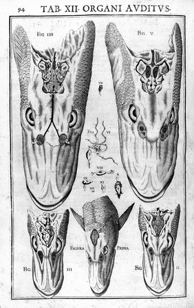 Julii Casserii Placentini ... De vocis auditusque organis historia anatomica singulari fide methodo ac industria concinnata tractatibus duobus explicata ac variis iconibus aere excusis illustrata / [Giulio Cesare Casseri].