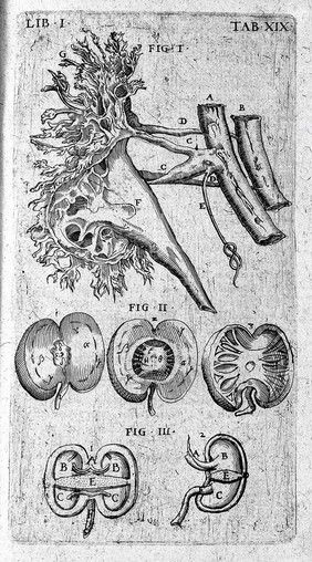 Theatrum anatomicum / novis figuris aeneis illustratum, et in lucem emissum opera et sumptibus Theodori de Bry.
