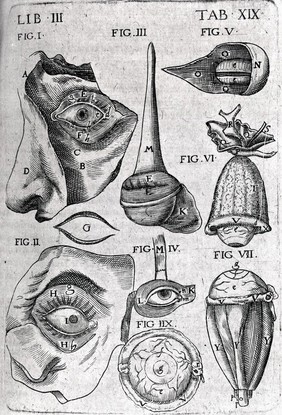 Theatrum anatomicum / novis figuris aeneis illustratum, et in lucem emissum opera et sumptibus Theodori de Bry.