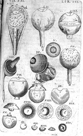 Theatrum anatomicum / novis figuris aeneis illustratum, et in lucem emissum opera et sumptibus Theodori de Bry.