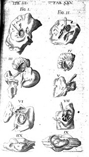 Theatrum anatomicum / novis figuris aeneis illustratum, et in lucem emissum opera et sumptibus Theodori de Bry.