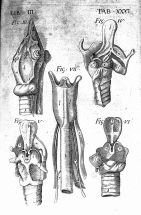 Theatrum anatomicum / novis figuris aeneis illustratum, et in lucem emissum opera et sumptibus Theodori de Bry.