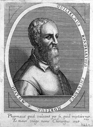 Guillaume Rondelet [Rondeletius]. Line engraving by C. Ammon, 1652.