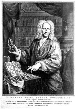 Albertus Seba. Line engraving by J. Houbraken after J. M. Quinkhard.