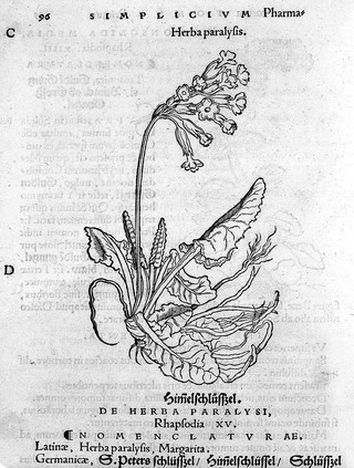 Herbarum vivae ei coneb [sic, i.e. eicones] ad naturae imitationem, summa cum diligentia et artificio effigiatae, unà cum effectibus earundem, in gratiam veteris illius, & jamjam renascentis herbariae medicinae ... recens editae MDXXX. Quibus adjecta ad calem, appendix isagogica de usu et administratione simplicium ... / [Otto Brunfels].