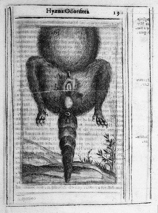 Hyaena odorifera / [Pietro Castelli].