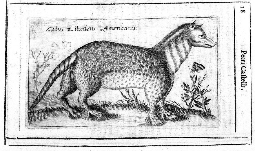Hyaena odorifera / [Pietro Castelli].