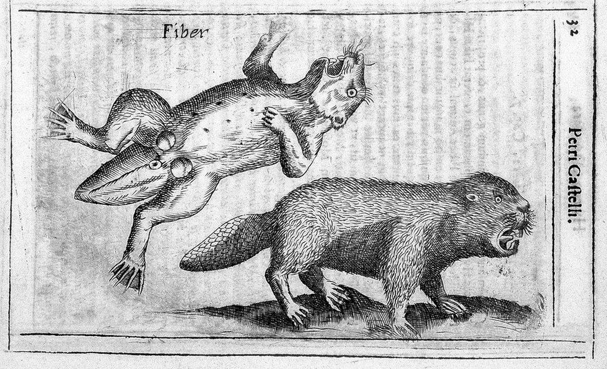 Hyaena odorifera / [Pietro Castelli].