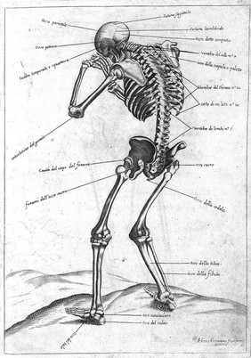 Breve e sustantiale trattato intorno alle figure anathomiche delli più principali animali terestri, aquatili, et volatili / [Jean Germain].