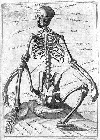 Breve e sustantiale trattato intorno alle figure anathomiche delli più principali animali terestri, aquatili, et volatili / [Jean Germain].
