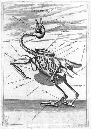Breve e sustantiale trattato intorno alle figure anathomiche delli più principali animali terestri, aquatili, et volatili / [Jean Germain].