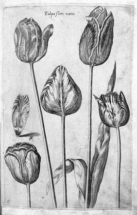 Florilegium novum ... New Blumbuch, darinnen allerhand schöne Blumen und frembde Gewächs, mit ihren Wurtzeln und Zwiebeln, mehrer theils dem Leben nach in Kupffer fleissig gestochen zu sehen seind / [J.T. de Bry].