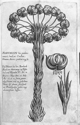 Florilegium novum ... New Blumbuch, darinnen allerhand schöne Blumen und frembde Gewächs, mit ihren Wurtzeln und Zwiebeln, mehrer theils dem Leben nach in Kupffer fleissig gestochen zu sehen seind / [J.T. de Bry].