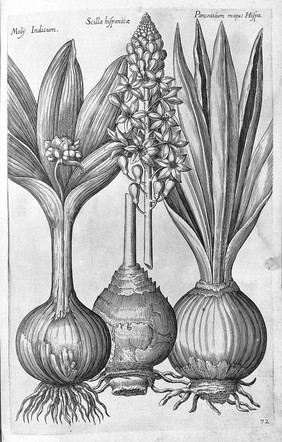 Florilegium novum ... New Blumbuch, darinnen allerhand schöne Blumen und frembde Gewächs, mit ihren Wurtzeln und Zwiebeln, mehrer theils dem Leben nach in Kupffer fleissig gestochen zu sehen seind / [J.T. de Bry].