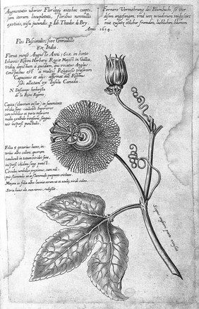 Florilegium novum ... New Blumbuch, darinnen allerhand schöne Blumen und frembde Gewächs, mit ihren Wurtzeln und Zwiebeln, mehrer theils dem Leben nach in Kupffer fleissig gestochen zu sehen seind / [J.T. de Bry].