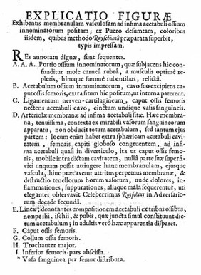 Icon durae matris in convexa [concava] superficie visae, ex capite foetus humani octo circiter a conceptione mensium, desumtae: ad objectum / ... praeparatum a ... F. Ruyschio ... delineata, & ... impressa a J. Ladmiral. [With explanations in Latin, French, and Dutch].