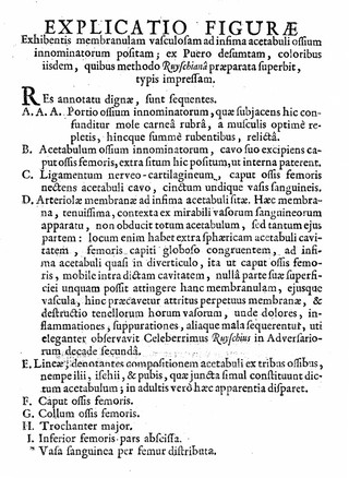 Icon durae matris in convexa [concava] superficie visae, ex capite foetus humani octo circiter a conceptione mensium, desumtae: ad objectum / ... praeparatum a ... F. Ruyschio ... delineata, & ... impressa a J. Ladmiral. [With explanations in Latin, French, and Dutch].