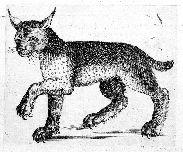 Persio / tradotto in verso sciolto e dichiarato da Francesco Stelluti.