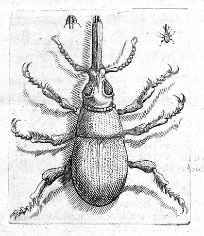 Persio / tradotto in verso sciolto e dichiarato da Francesco Stelluti.