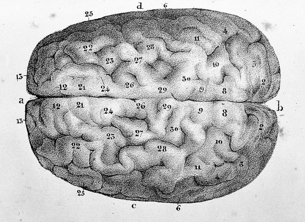 Précis analytique et raisonné du système du Dr. Gall, sur les facultés de l'homme et les fonctions du cerveau, vulgairement Cranoscopie ou Phrénologie, rédigé sur les indications fournies par le docteur Gall lui-même / [N. J Ottin].