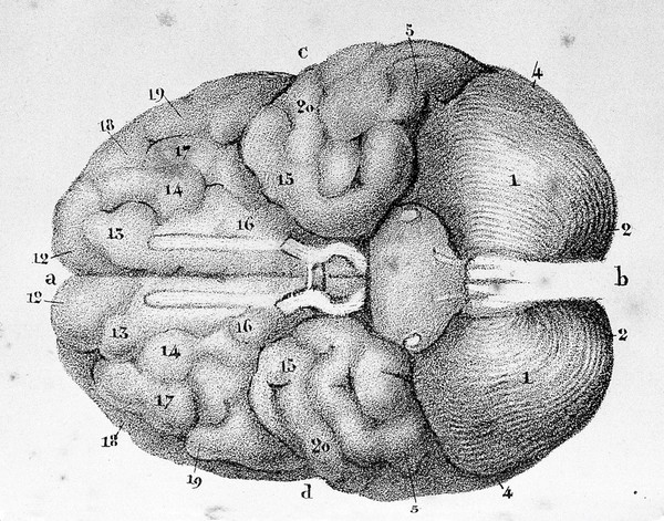 Précis analytique et raisonné du système du Dr. Gall, sur les facultés de l'homme et les fonctions du cerveau, vulgairement Cranoscopie ou Phrénologie, rédigé sur les indications fournies par le docteur Gall lui-même / [N. J Ottin].