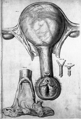 De formato foetu. [De brutorum loquela. De venarum ostiolis. De locutione et eius instrumentis liber / a J. Ursino editus].