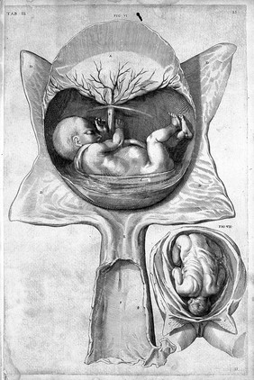 De formato foetu. [De brutorum loquela. De venarum ostiolis. De locutione et eius instrumentis liber / a J. Ursino editus].