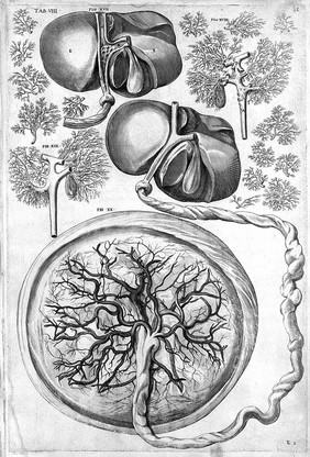 De formato foetu. [De brutorum loquela. De venarum ostiolis. De locutione et eius instrumentis liber / a J. Ursino editus].