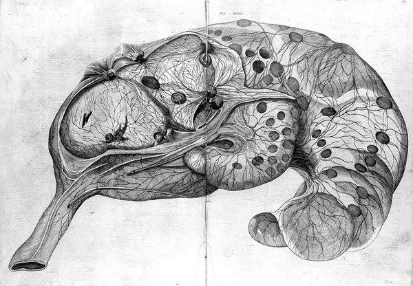 De formato foetu. [De brutorum loquela. De venarum ostiolis. De locutione et eius instrumentis liber / a J. Ursino editus].