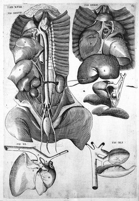 De formato foetu. [De brutorum loquela. De venarum ostiolis. De locutione et eius instrumentis liber / a J. Ursino editus].