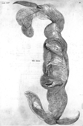 De formato foetu. [De brutorum loquela. De venarum ostiolis. De locutione et eius instrumentis liber / a J. Ursino editus].