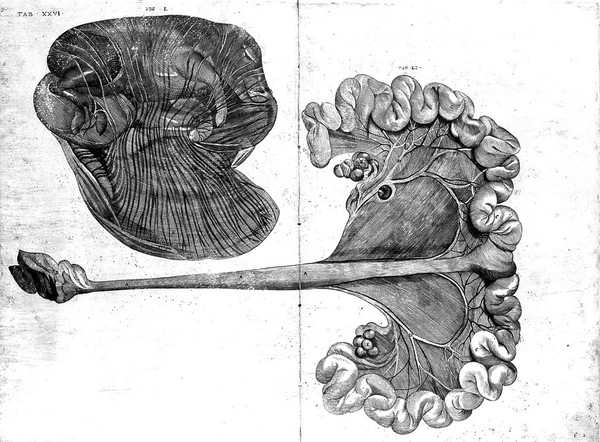 De formato foetu. [De brutorum loquela. De venarum ostiolis. De locutione et eius instrumentis liber / a J. Ursino editus].