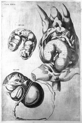 De formato foetu. [De brutorum loquela. De venarum ostiolis. De locutione et eius instrumentis liber / a J. Ursino editus].