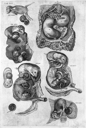 De formato foetu. [De brutorum loquela. De venarum ostiolis. De locutione et eius instrumentis liber / a J. Ursino editus].