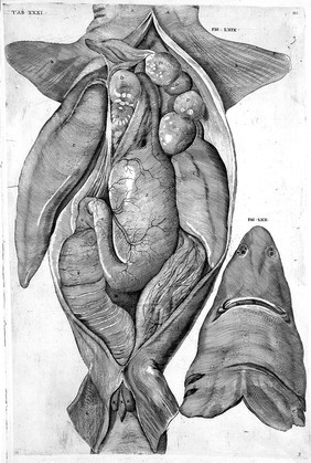 De formato foetu. [De brutorum loquela. De venarum ostiolis. De locutione et eius instrumentis liber / a J. Ursino editus].